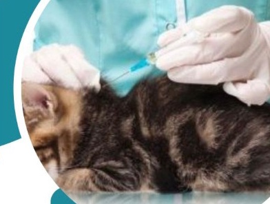 Үй иттері мен мысықтарын чиптеу