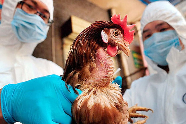 Профилактика и предупреждение высокопатогенного гриппа птиц