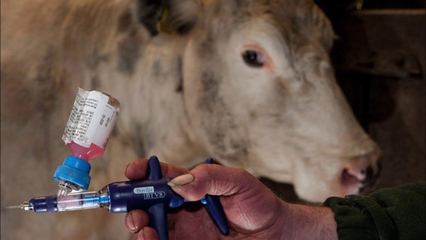 Ветеринариялық іс-шаралар-эпизоотиялық салауаттылықтың кепілі ретінде