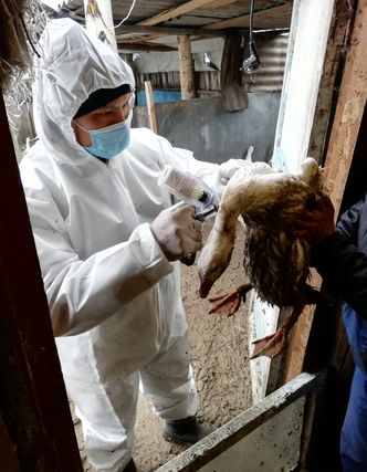Вакцинация домашней птицы