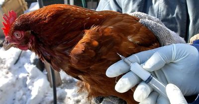 Жоғары патогендi құс тұмауының алдын алу және алдын алу