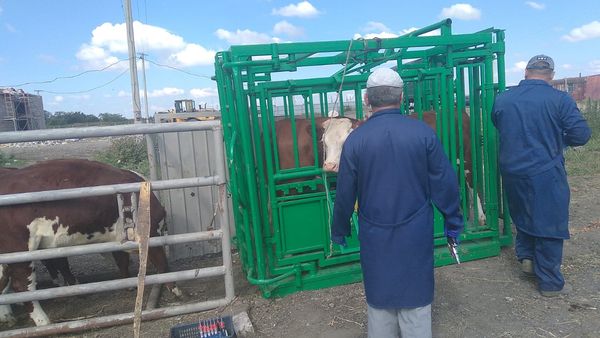 Көктемгi ветеринариялық-профилактикалық iс-шаралар