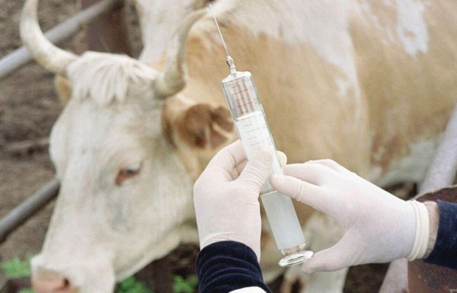 Жануарлардың бруцеллезінің алдын алу